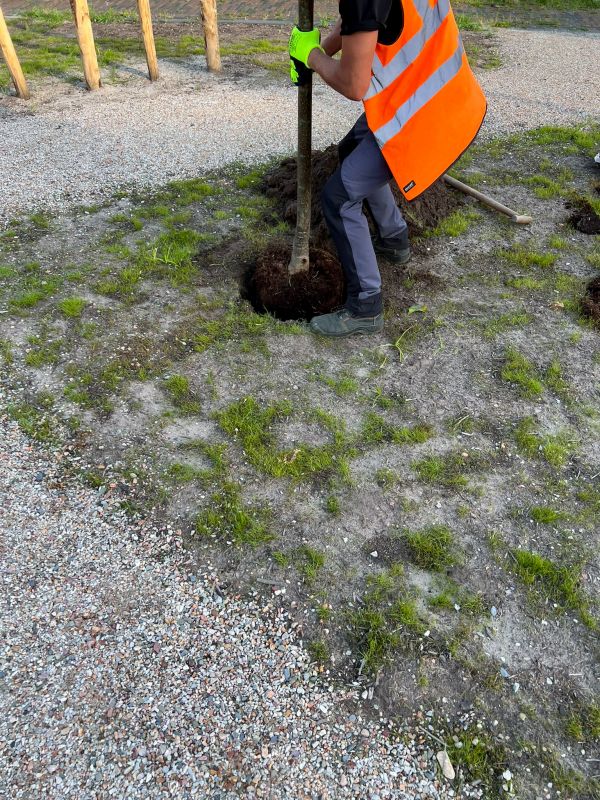 Oak Tree Planting Service
