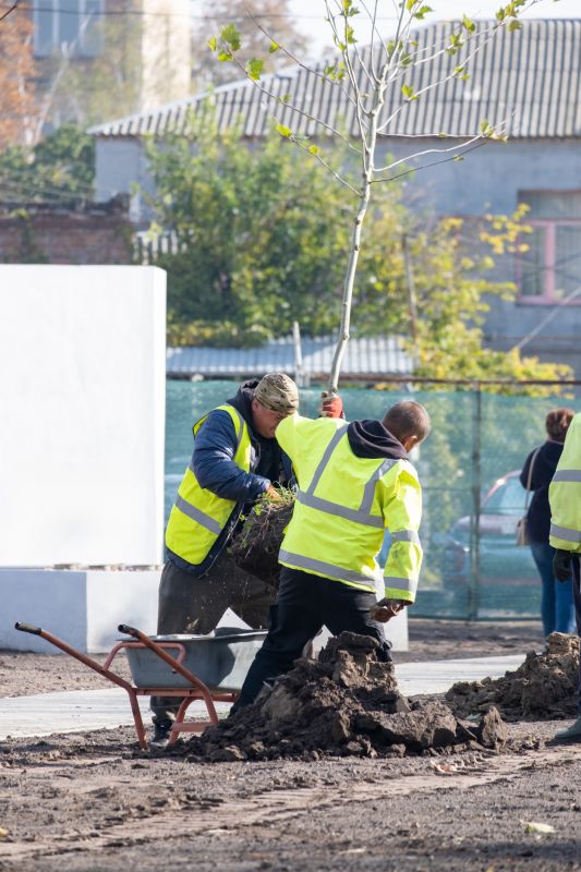 Local Oak Tree Planting pros at work