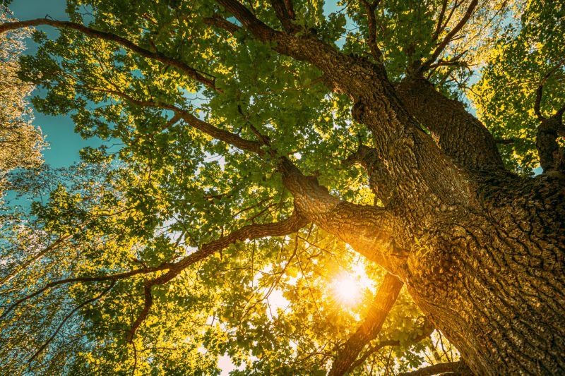 Oak Tree Planting