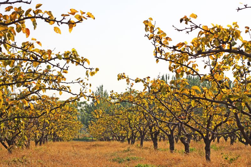 Fall Planting Advantages