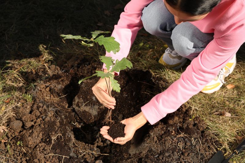 Young Oak Saplings