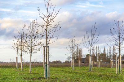 Tree Nursery Suppliers